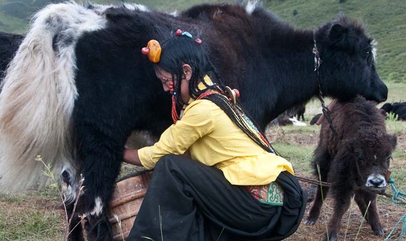 Nomads, Yaks & Grasslands