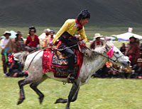 Tibetan horse