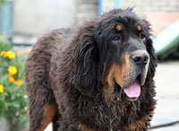 Tibetan mastiff