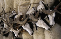 Cashmere goats