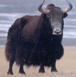 Wild Yaks
