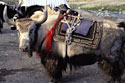 amazing yak