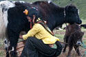 nomads, yaks and grasslands