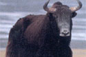wild yaks