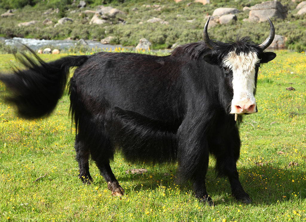 Pastoral Nomads: Wild Yak Films Pastoral Nomads: Wild Yak Films