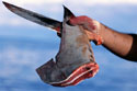Endangered Species Soup